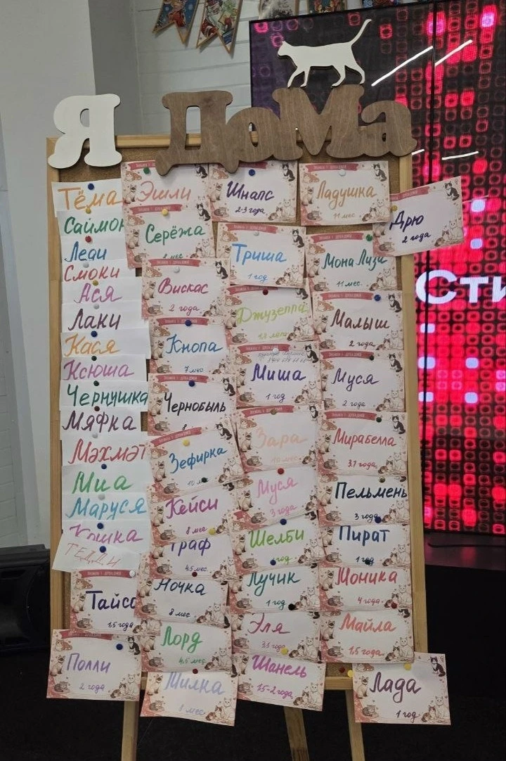 49 пушистых судеб: как прошла выставка «Дорога домой» и наш вклад в новую жизнь котиков