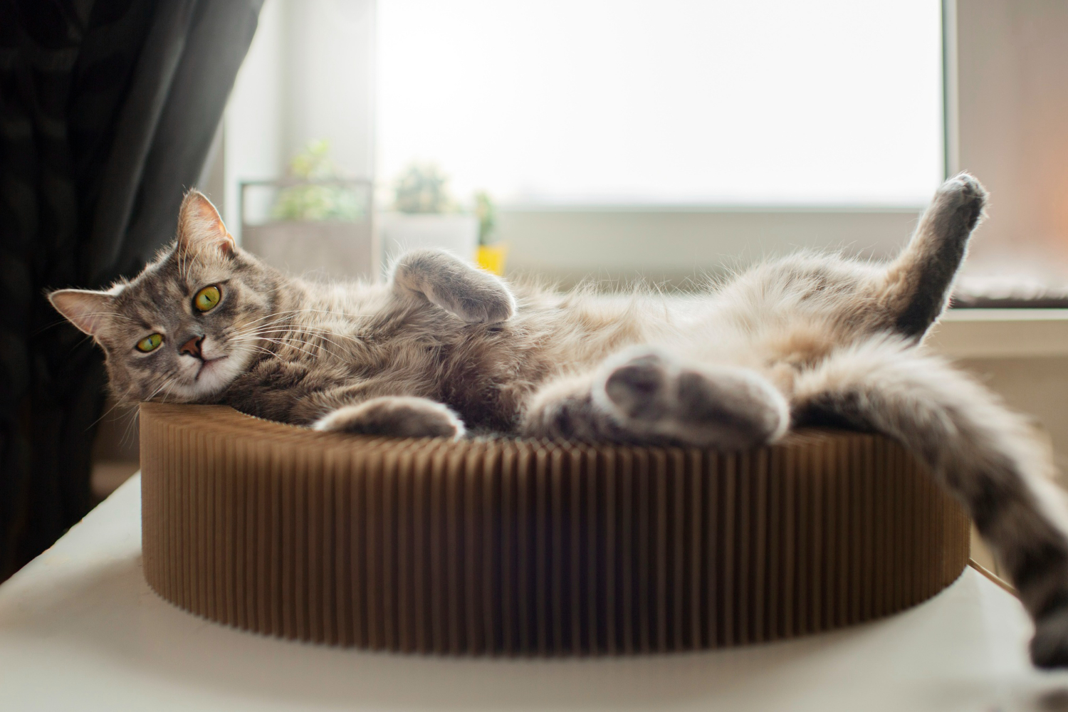 It is better to start training a kitten to use the litter box from carefully thinking out the place to locate the litter box.