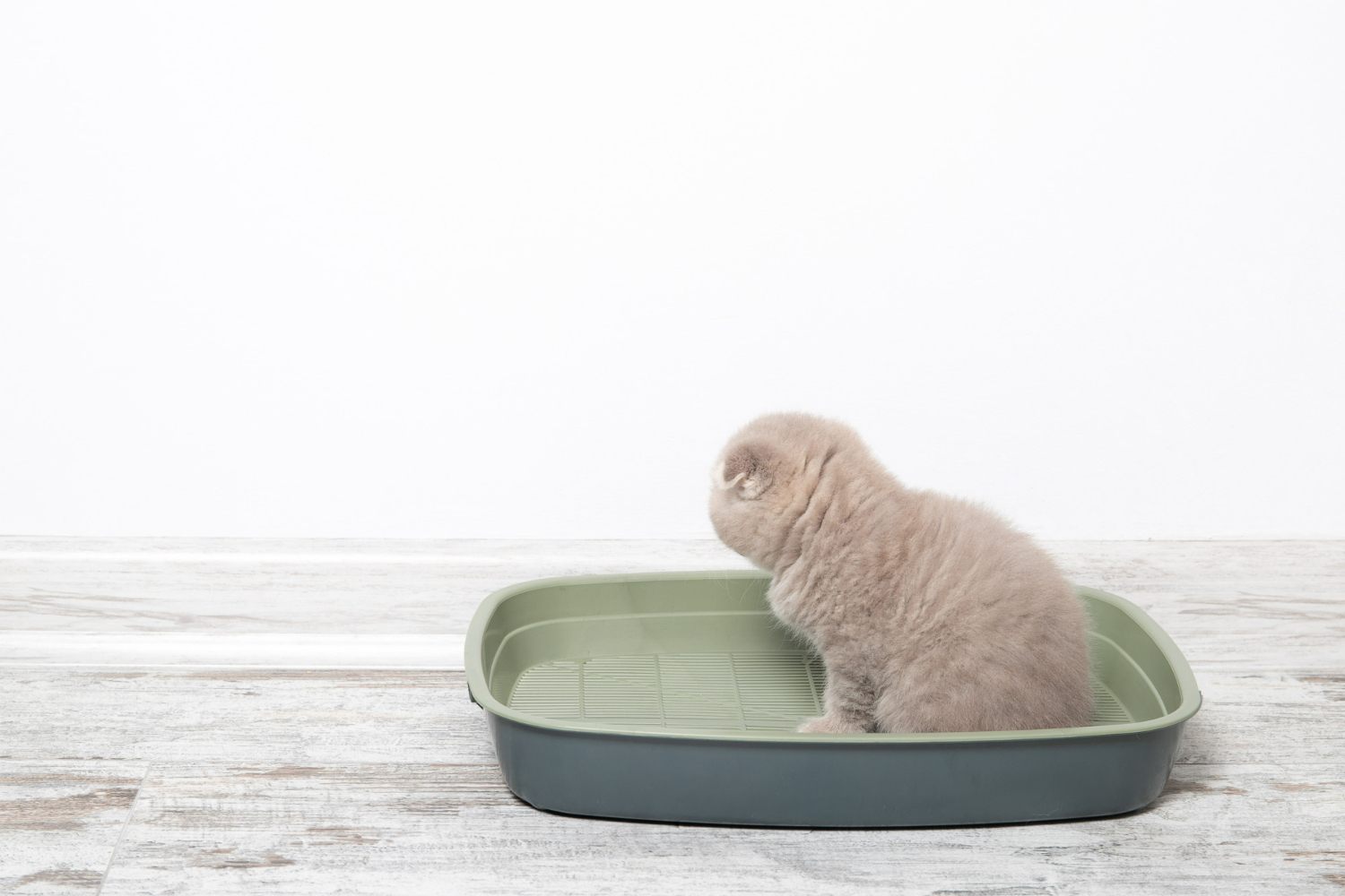 Choosing a litter box for a kitten