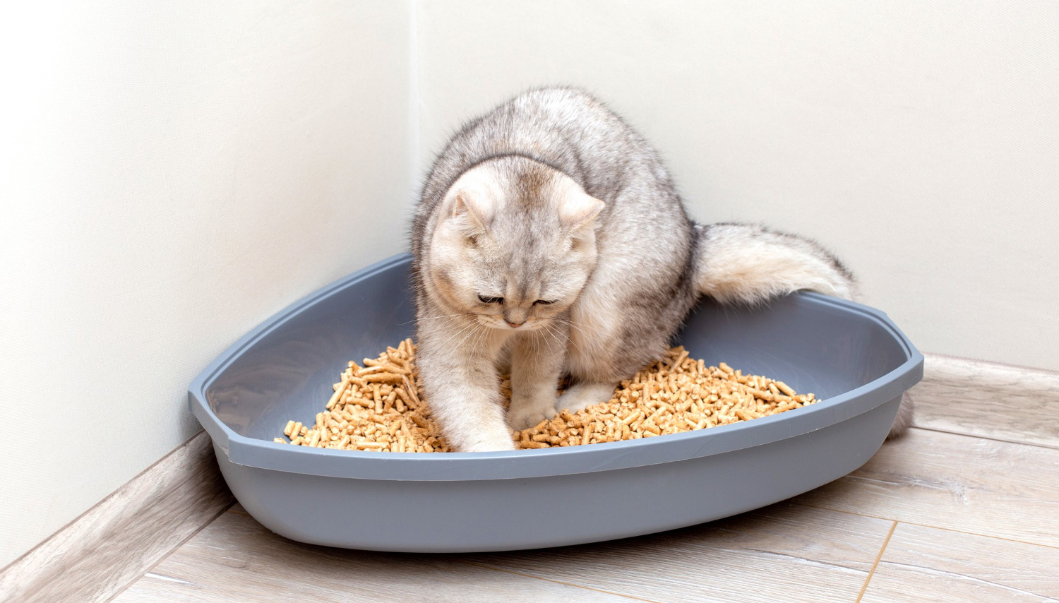 Приучение маленького котенка к лотку