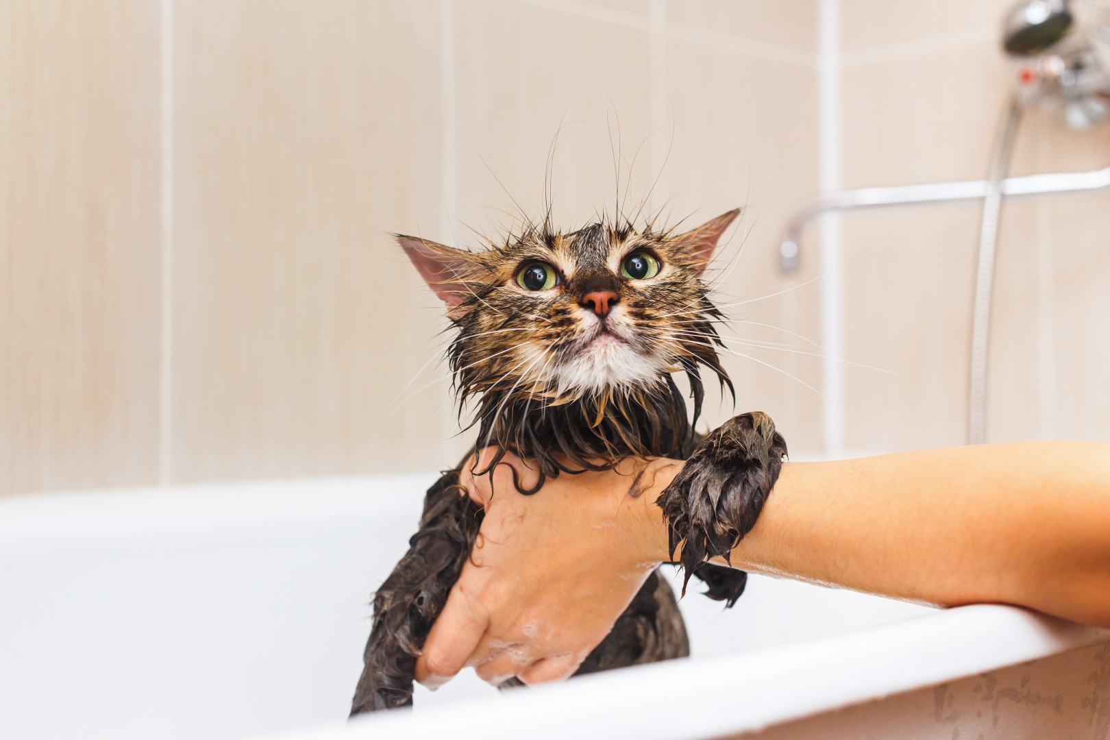 Как правильно мыть кота?