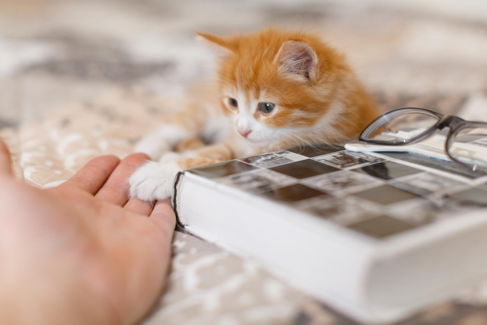 Что подготовить для котенка перед уходом из дома?