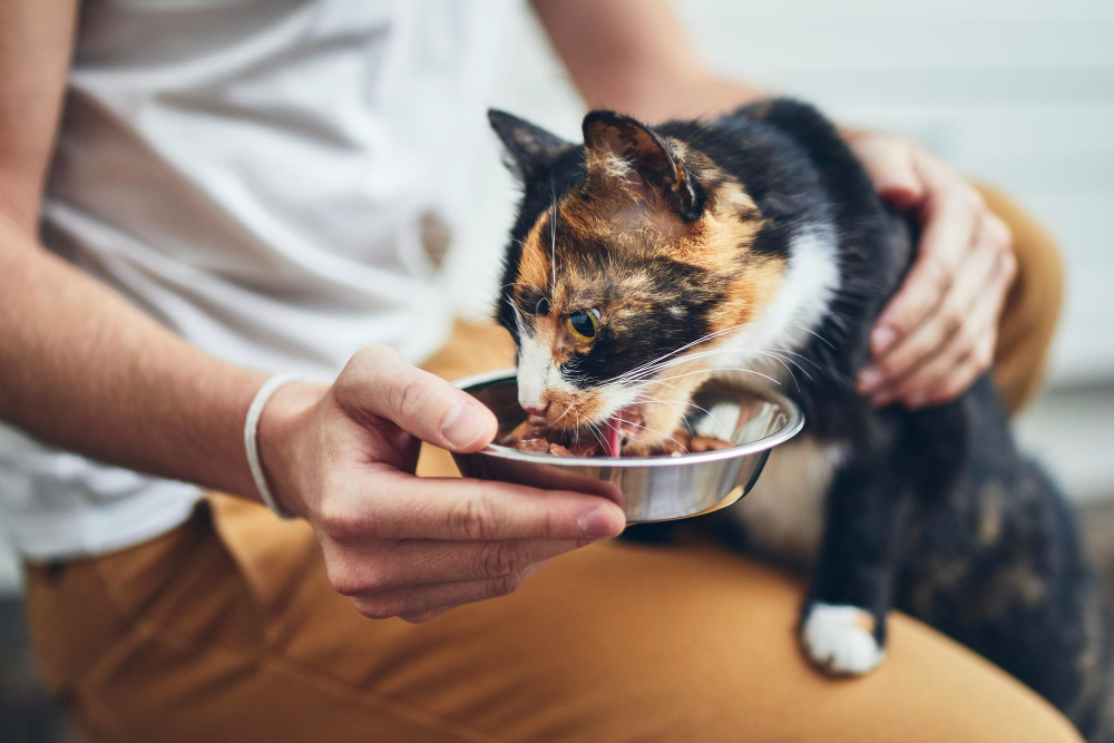 Как отучить кота закапывать еду? Как отучить кота закапывать еду?