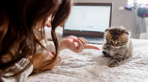 Можно ли оставлять котенка одного дома