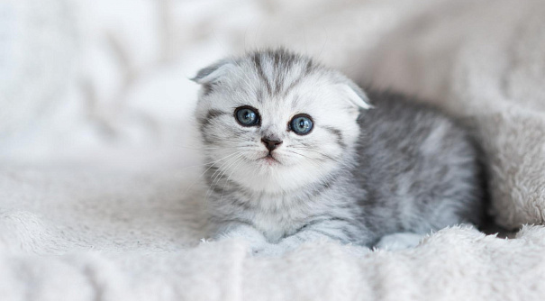 Какой наполнитель для кошачьего туалета лучше для котят