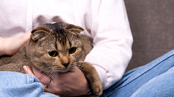 Стресс у кота: причины, симптомы и первая помощь