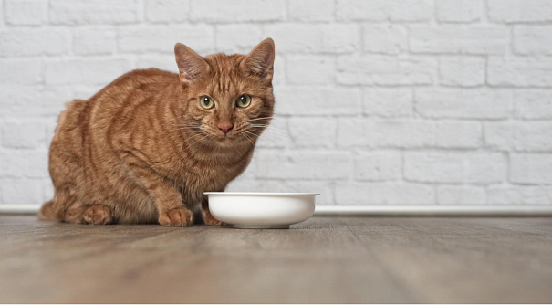 Почему кот закапывают еду?