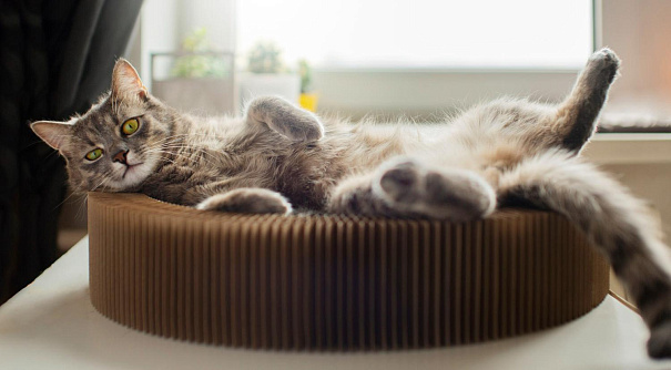 Как правильно выбрать место для кошачьего лотка