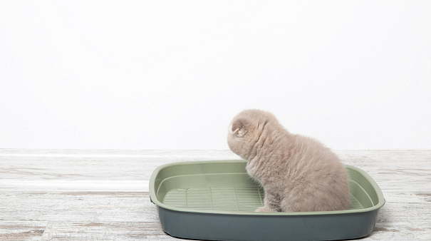 Choosing a litter box for a kitten